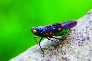 The Beauty of Life – Lantern Flies