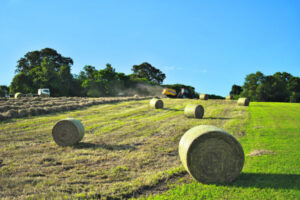 Hay producers in the dark when it comes to fire ant consultation