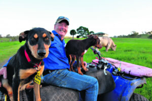Winners and losers in record high Queensland cattle prices