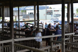 Beaudesert saleyards trial begins, decision may take months