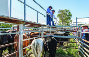 Everything counts in the cattle corner