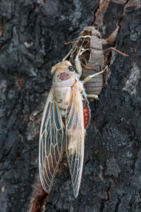 Cicada screech is an Aussie Christmas anthem