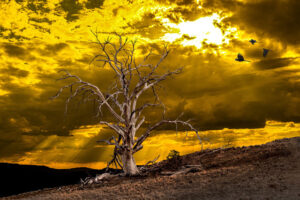 Longest day passes in a blaze of golden glory