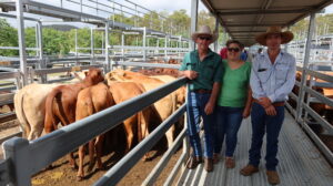 Steer market’s heading up