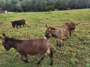 Farm experience added to Canungra tourist attractions