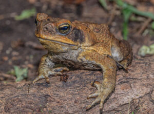 Cane toad in the hole