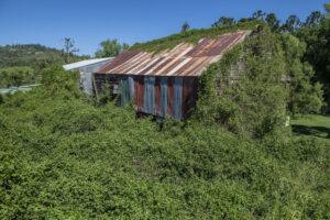 Pest plants choking the Fassifern’s native vegetation