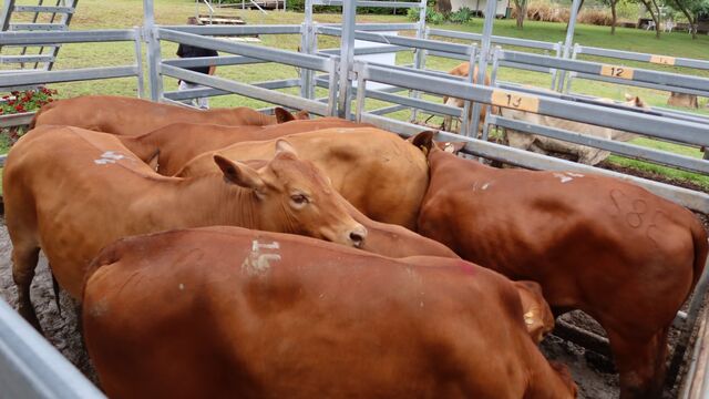 Cows and calves fetch $2,500
