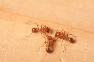Fire ant blitz continues