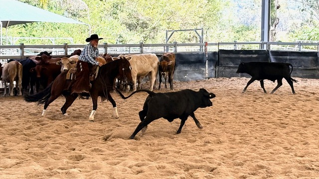 Skill and instinct on show