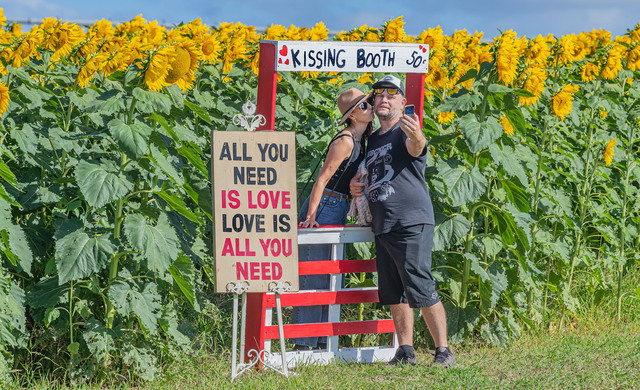 Chasing sunflowers